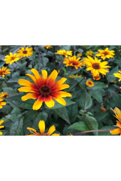 Heliopsis helianthoides ‘Burning Hearts’